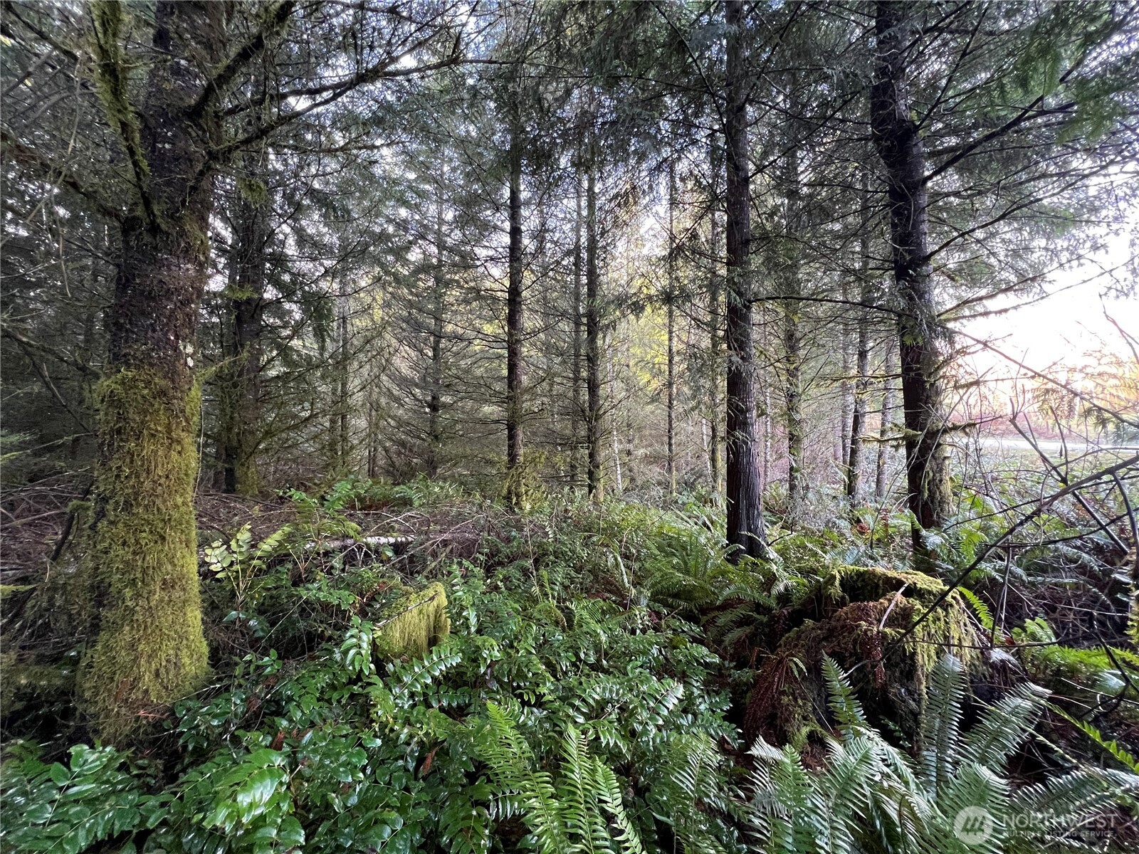 1-xxx Snow Creek Road Quilcene, WA 98376 - Photo 6 of 11 a view of a garden with plants and trees