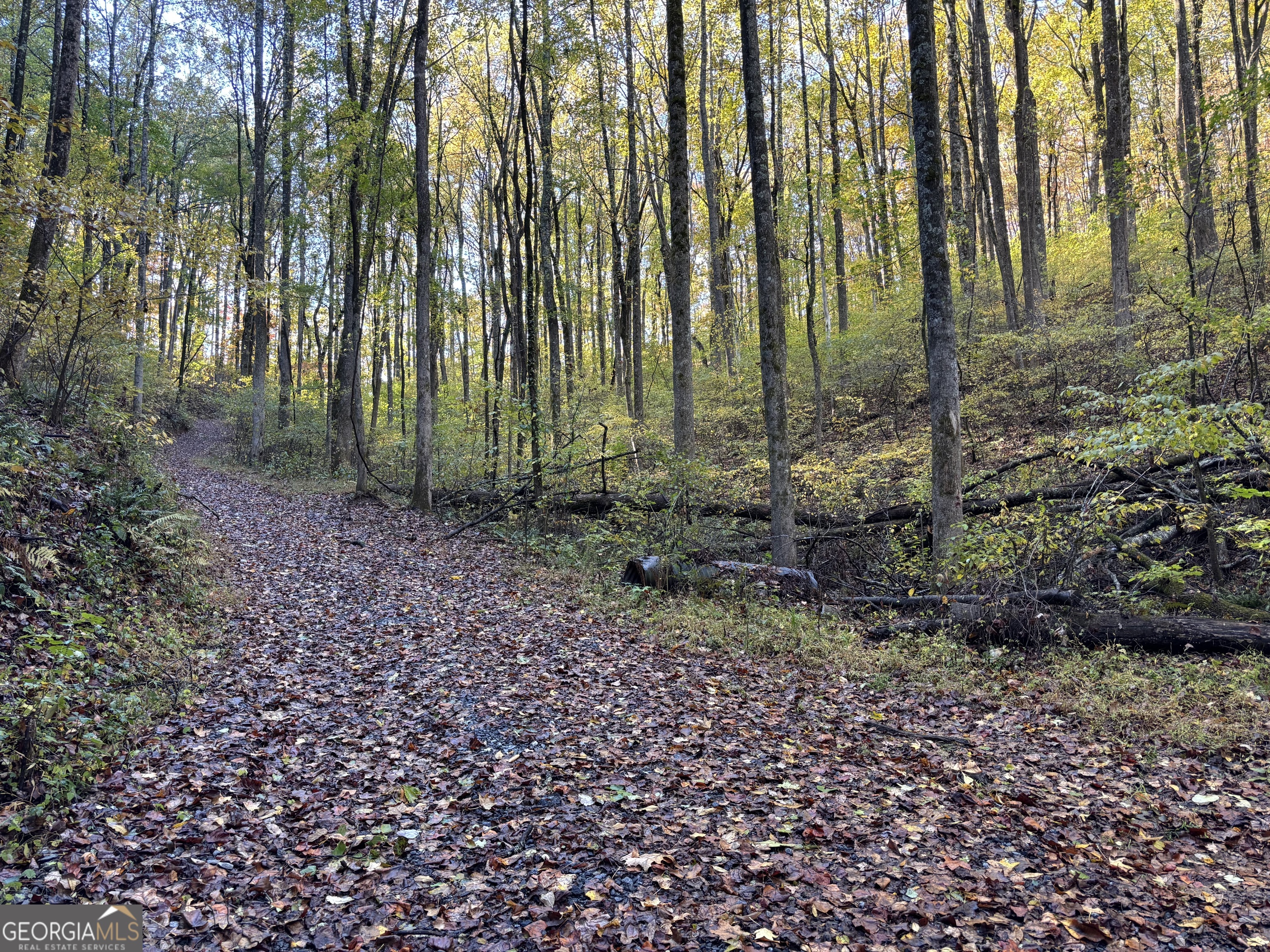 a view of outdoor space with lots of trees