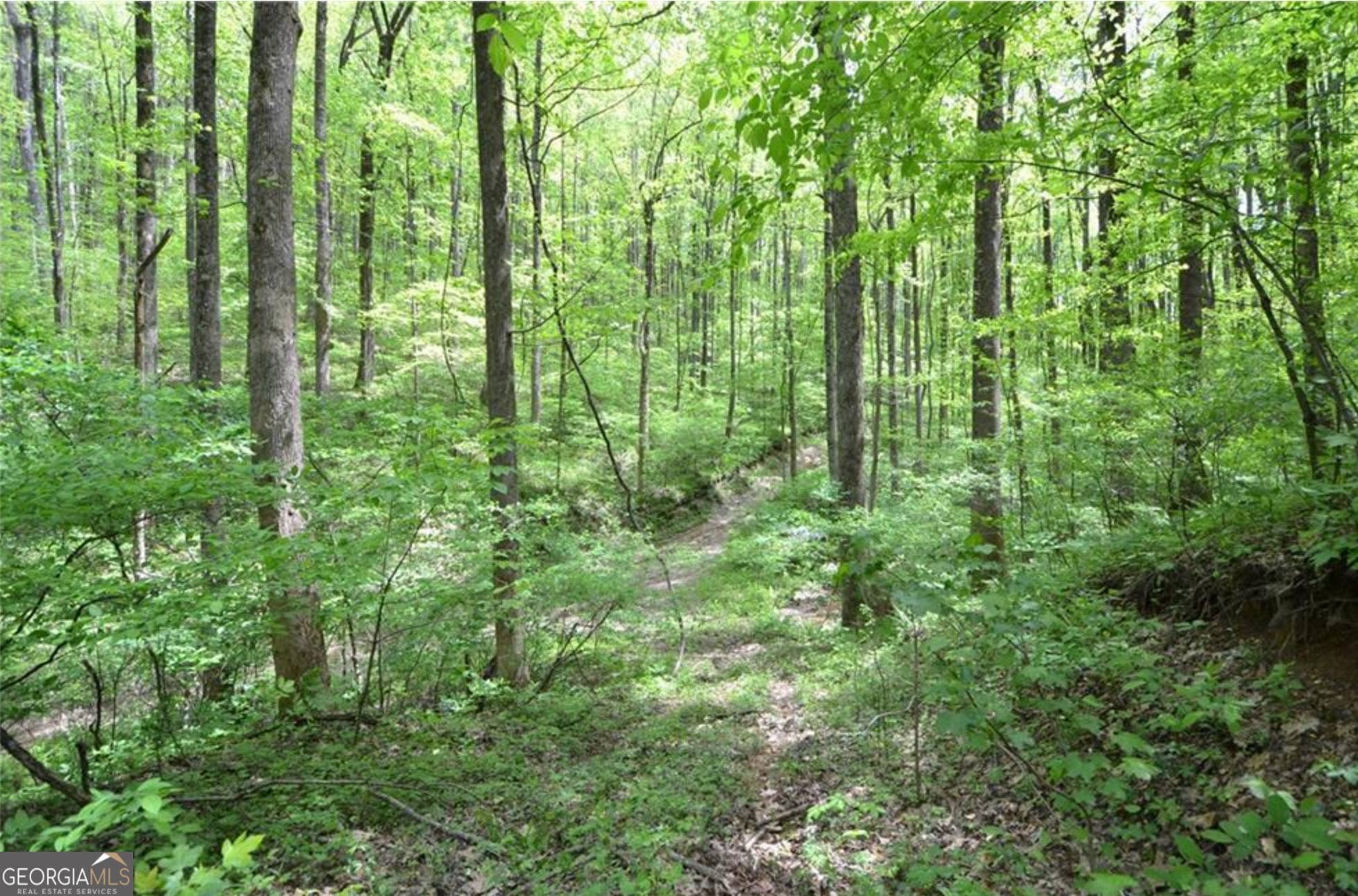 0 Sutton Road Jasper, GA 30175 - Photo 2 of 6 a view of outdoor space and lush green forest