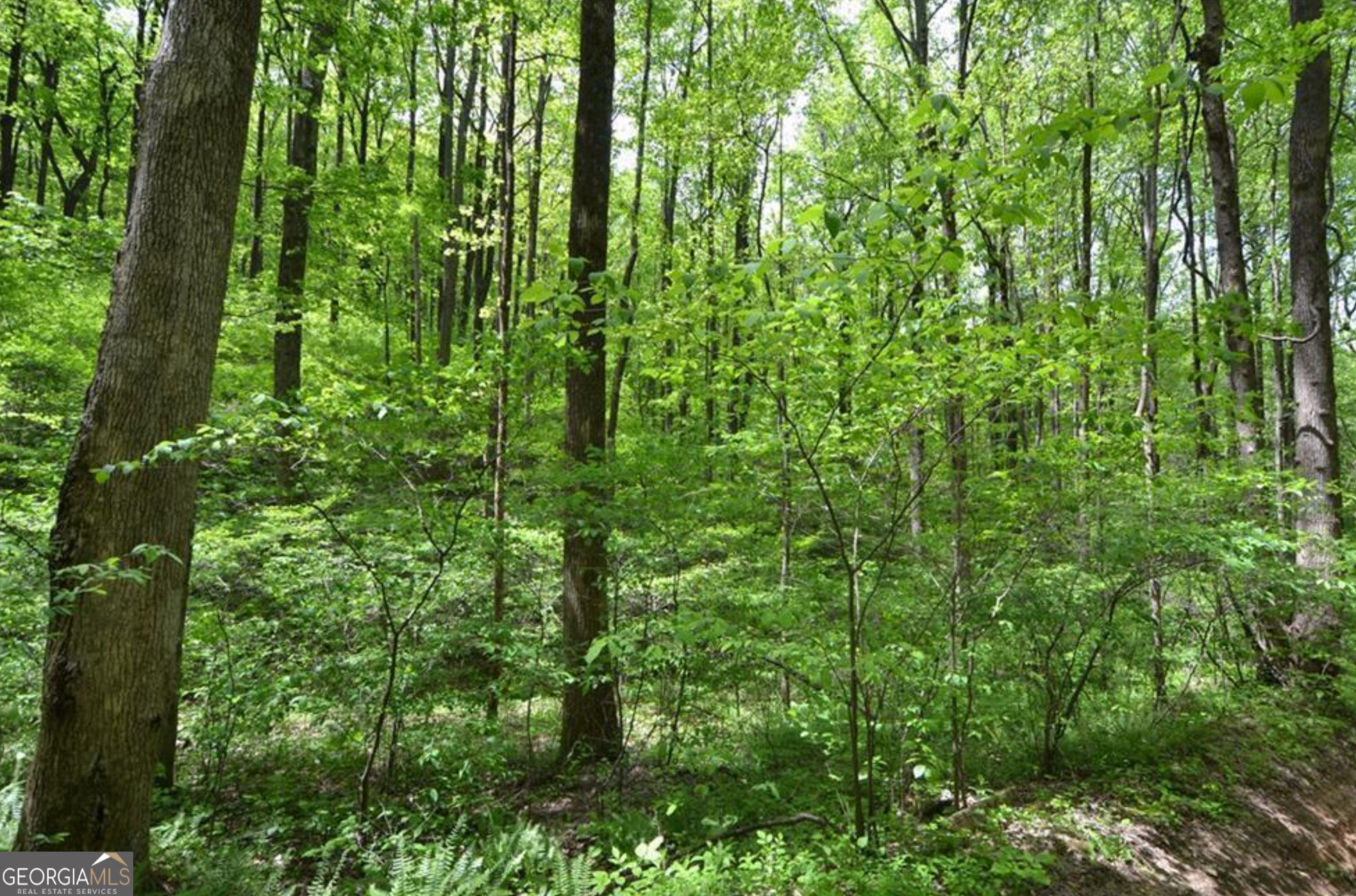 0 Sutton Road Jasper, GA 30175 - Photo 5 of 6 a view of a lush green forest