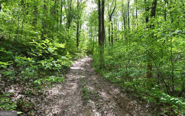 0 Sutton Road Jasper, GA 30175 - Photo 6 of 6 a view of a lush green forest