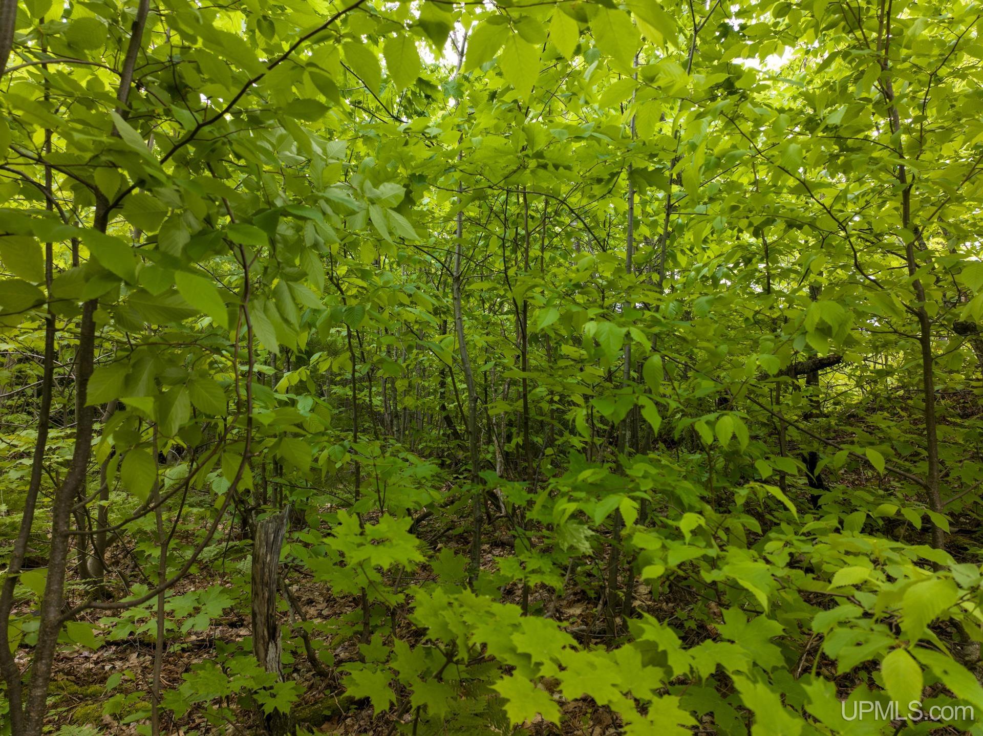 Tbd Tbd Co Road Negaunee, MI 49866 - Photo 17 of 47