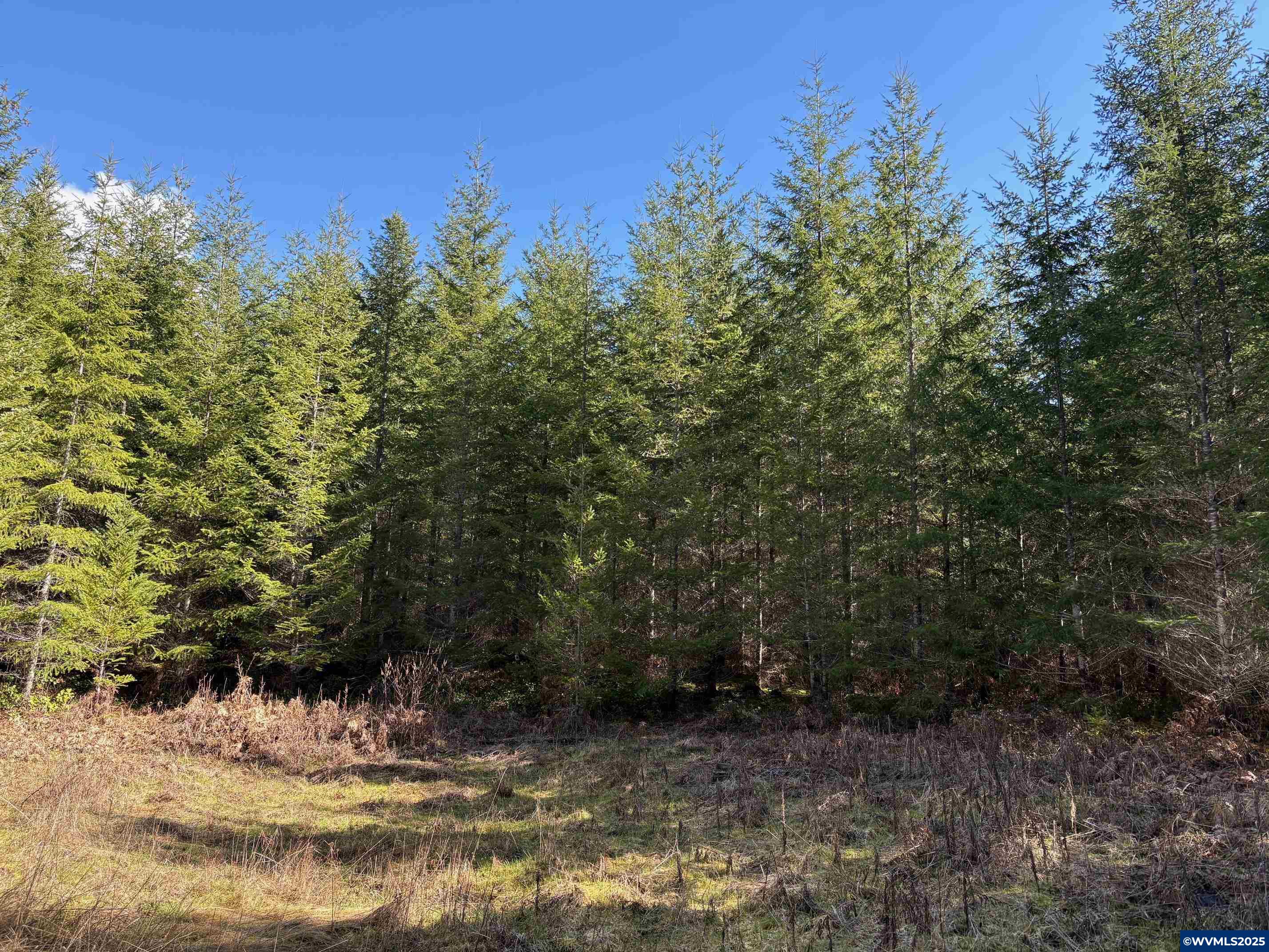 0 Boiler Creek Road Springfield, OR 97478 - Photo 22 of 26