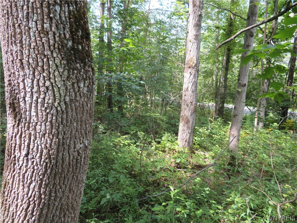 0 Cr-49 Caneadea, NY 14717 - Photo 9 of 15