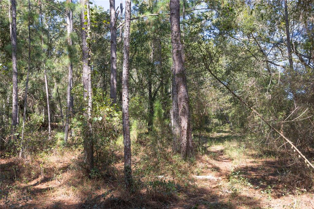 673 Webster Webster, FL 33597 - Photo 12 of 69 Gallery Image 12