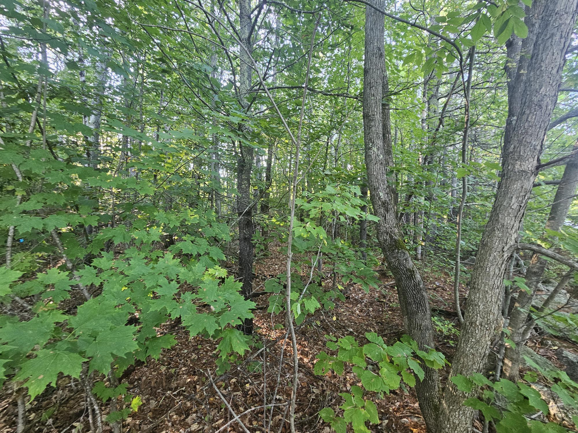 708 Webbs Mills Road Raymond, ME 04071 - Photo 11 of 31 Mature growth 2