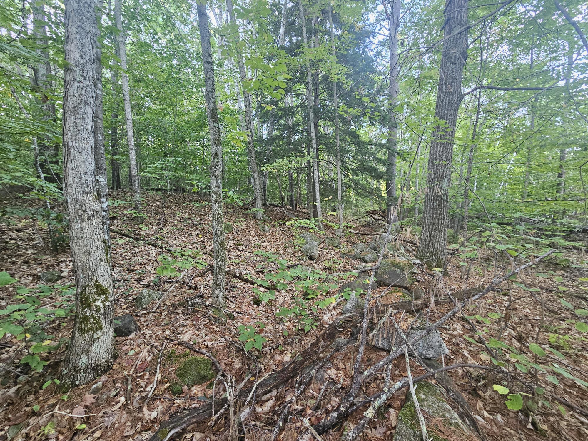 708 Webbs Mills Road Raymond, ME 04071 - Photo 12 of 31 Mature growth 3