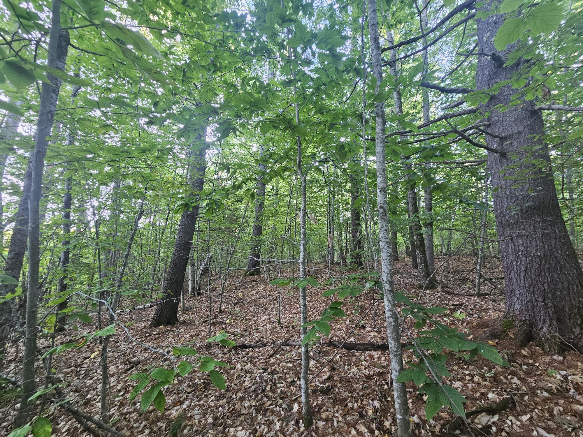 708 Webbs Mills Road Raymond, ME 04071 - Photo 13 of 31 mature growth 4