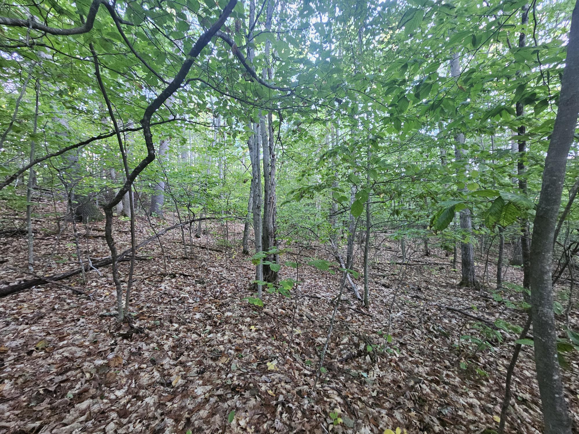 708 Webbs Mills Road Raymond, ME 04071 - Photo 14 of 31 mature growth 7