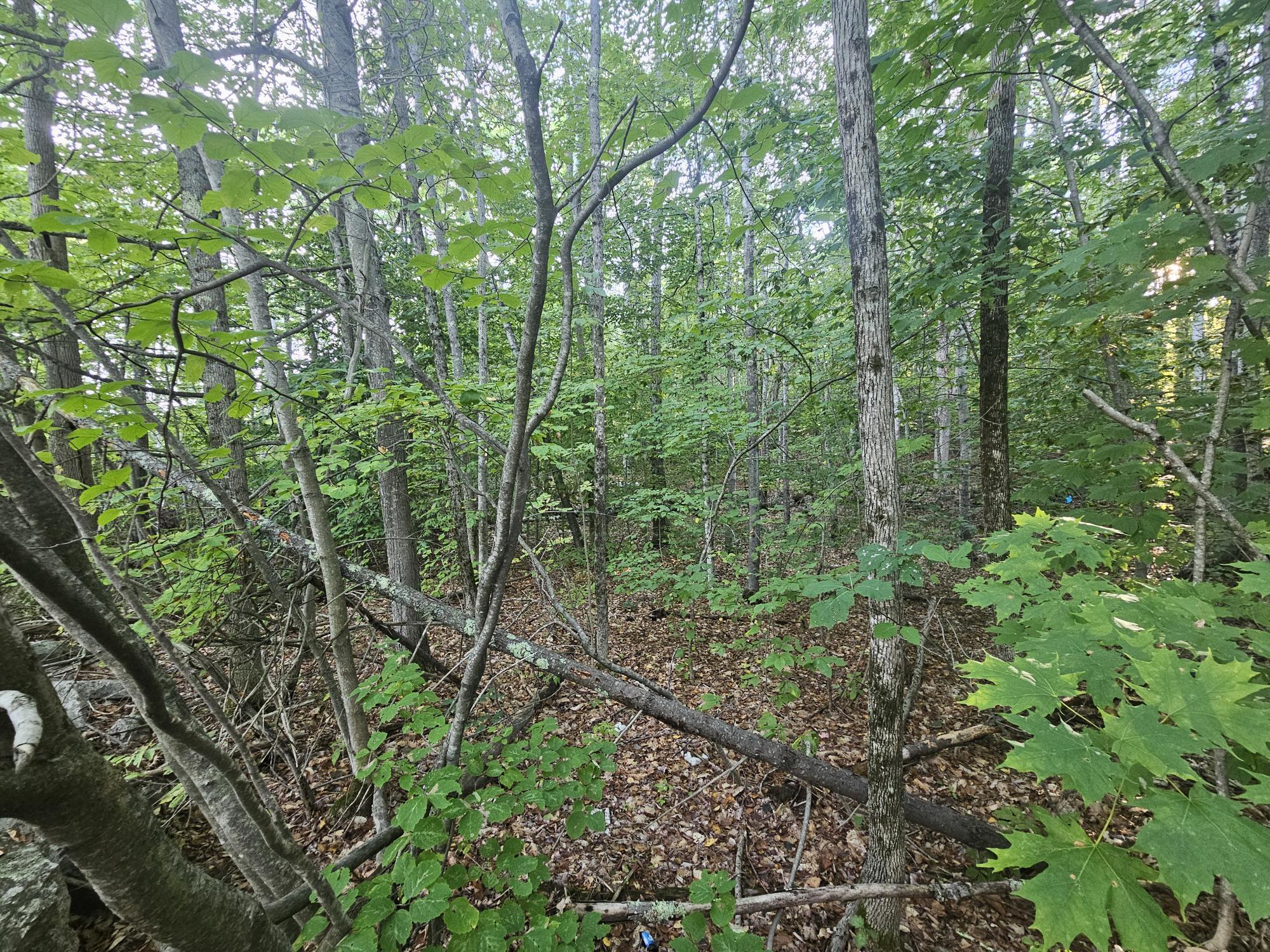 708 Webbs Mills Road Raymond, ME 04071 - Photo 15 of 31 Mature growth