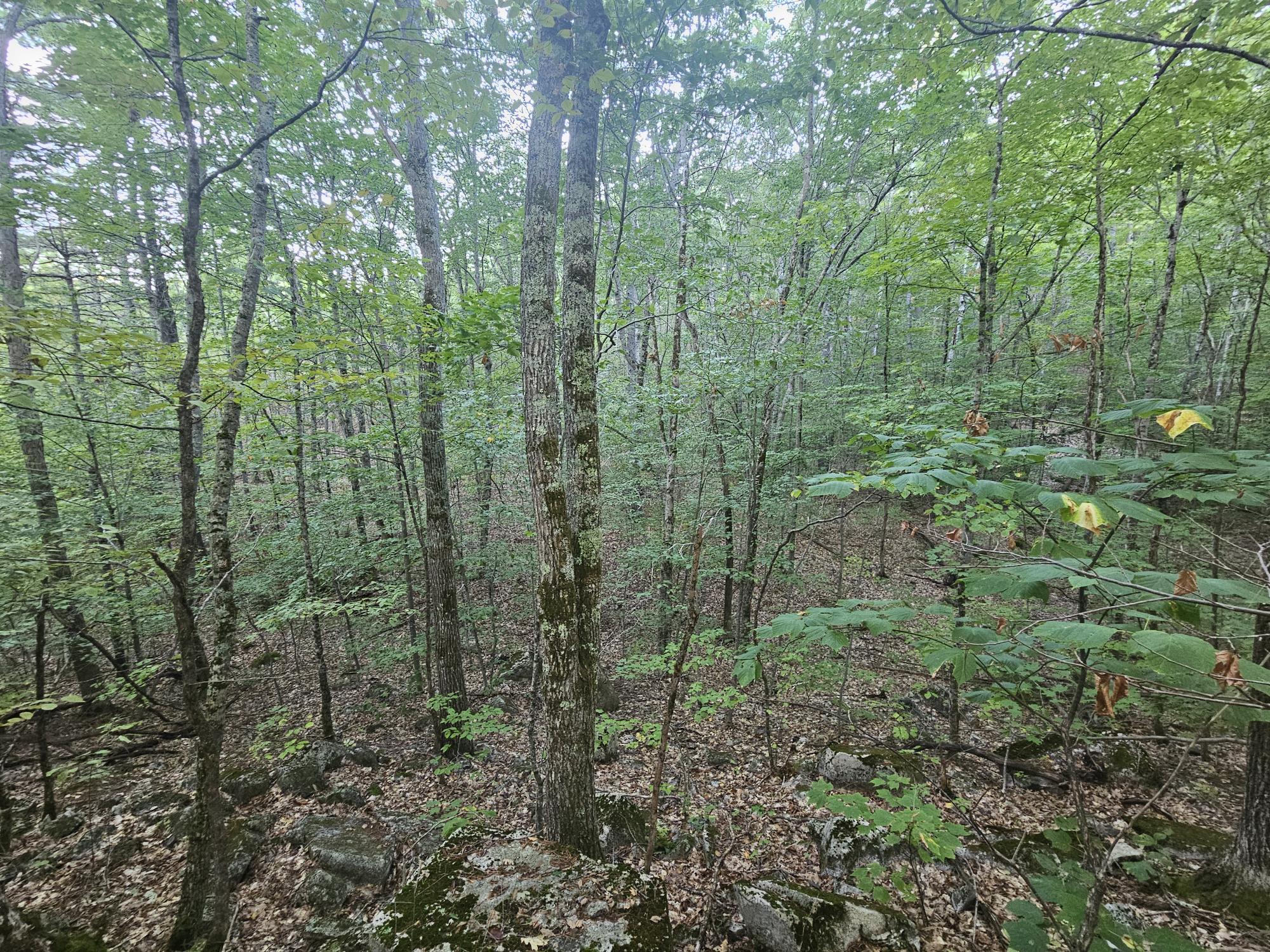 708 Webbs Mills Road Raymond, ME 04071 - Photo 16 of 31 mature growth5