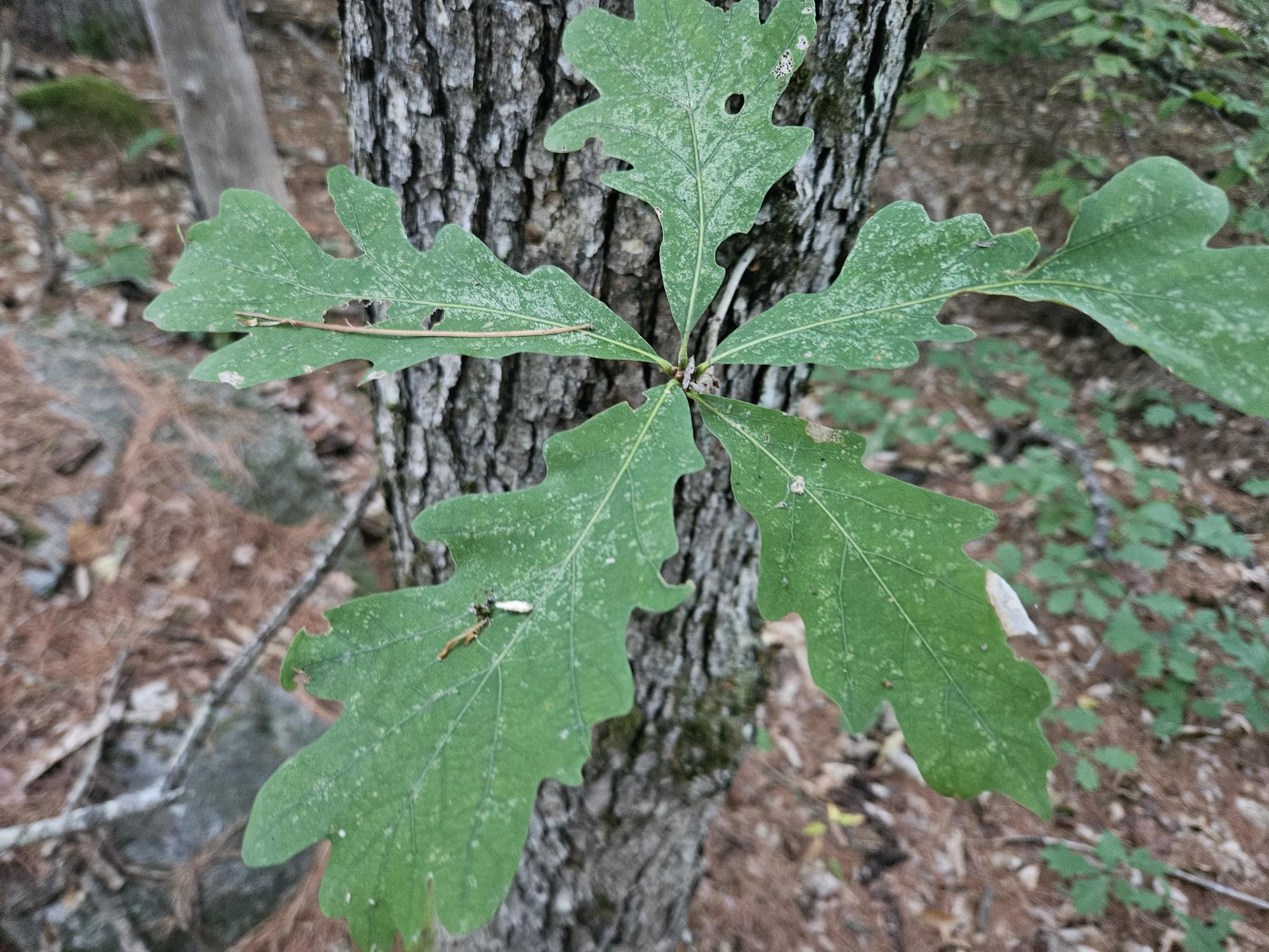 708 Webbs Mills Road Raymond, ME 04071 - Photo 18 of 31 oak