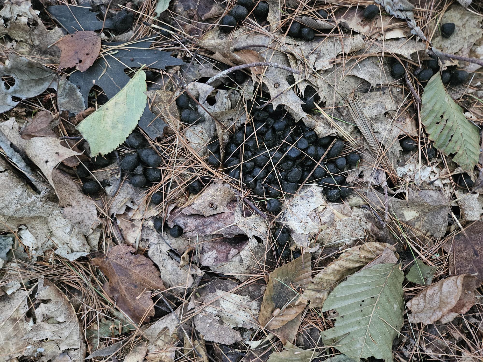 708 Webbs Mills Road Raymond, ME 04071 - Photo 24 of 31 animal scat