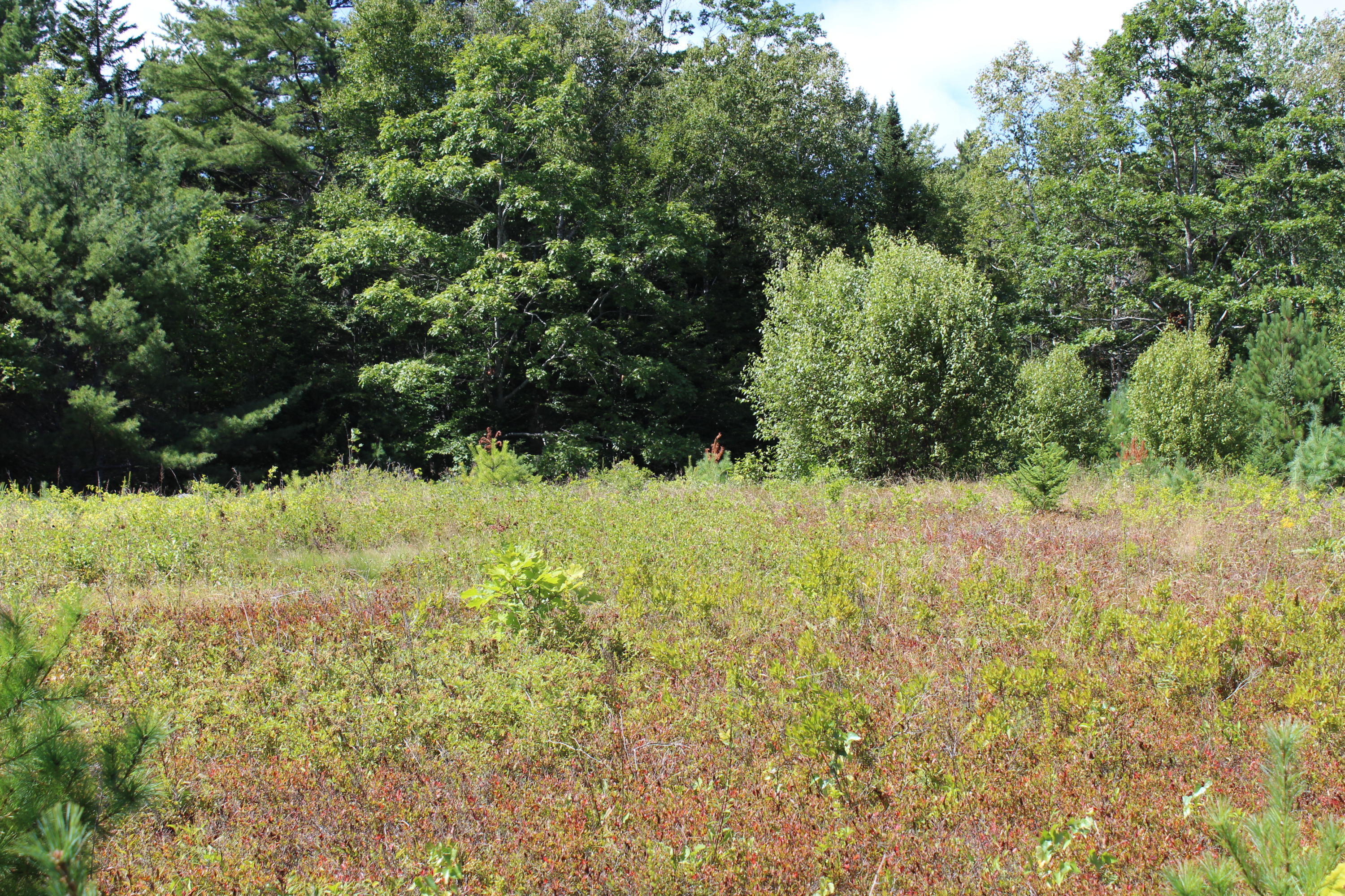 0 North Sedgwick Road Sedgwick, ME 04676 - Photo 1 of 12 IMG_3572