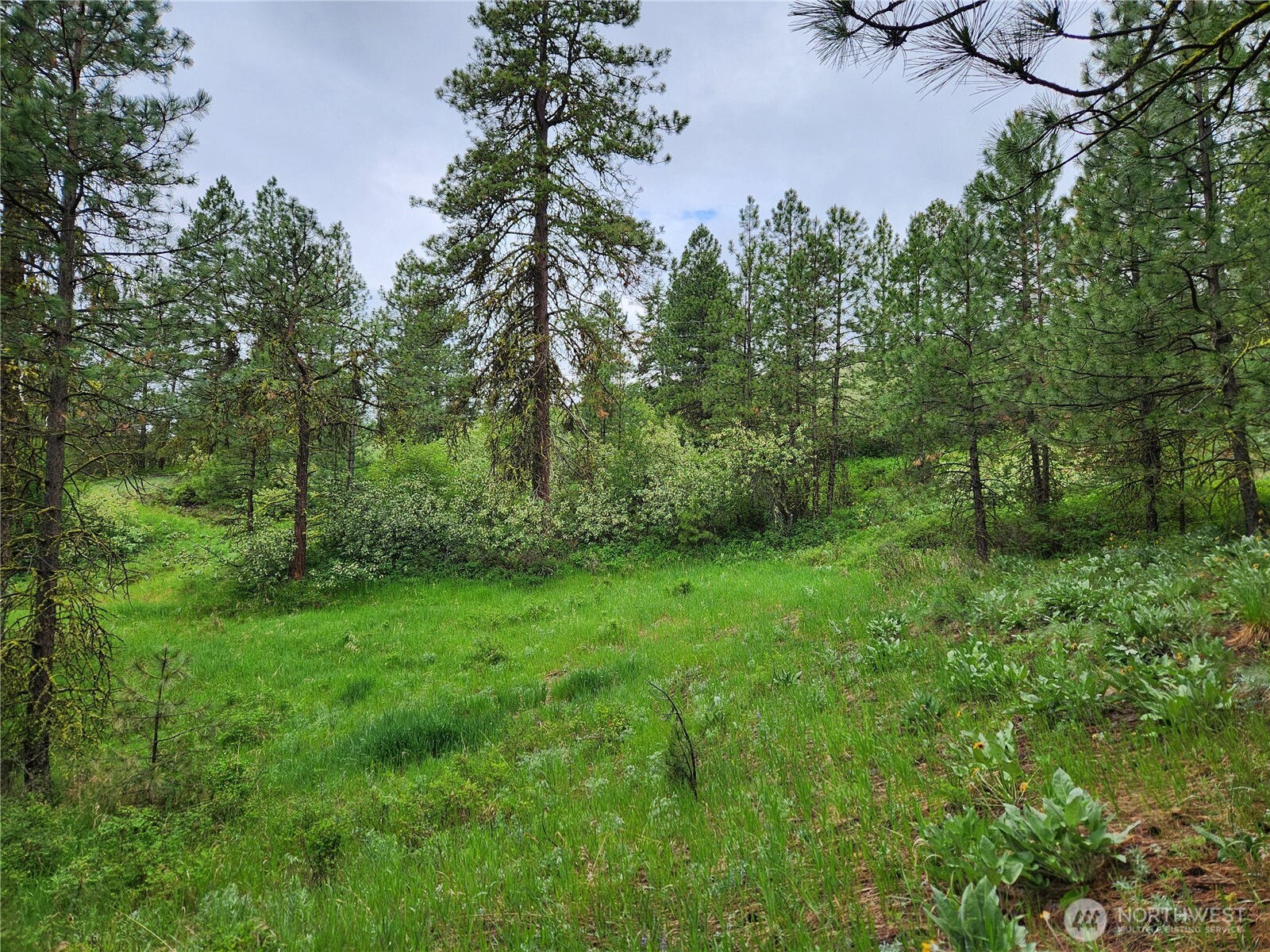 a view of a lush green space