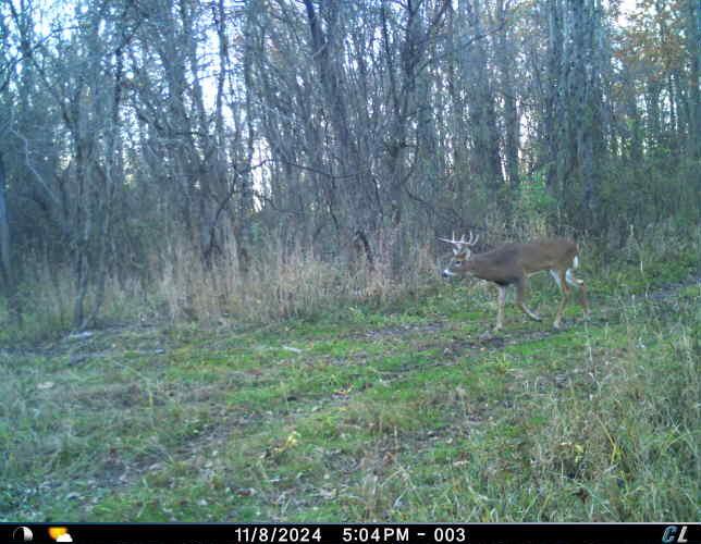27770 Zook Road Richwood, OH 43344 - Photo 67 of 67 photo 3 deer