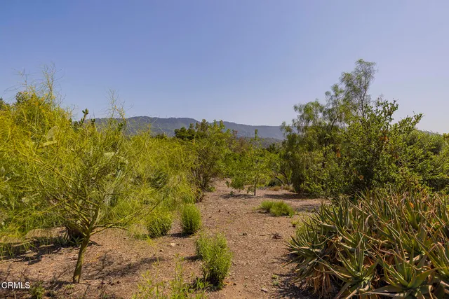 a view of a yard with a tree