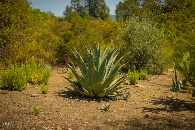 a view of a plants in a backyard