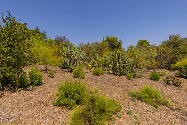 a view of a yard with a tree
