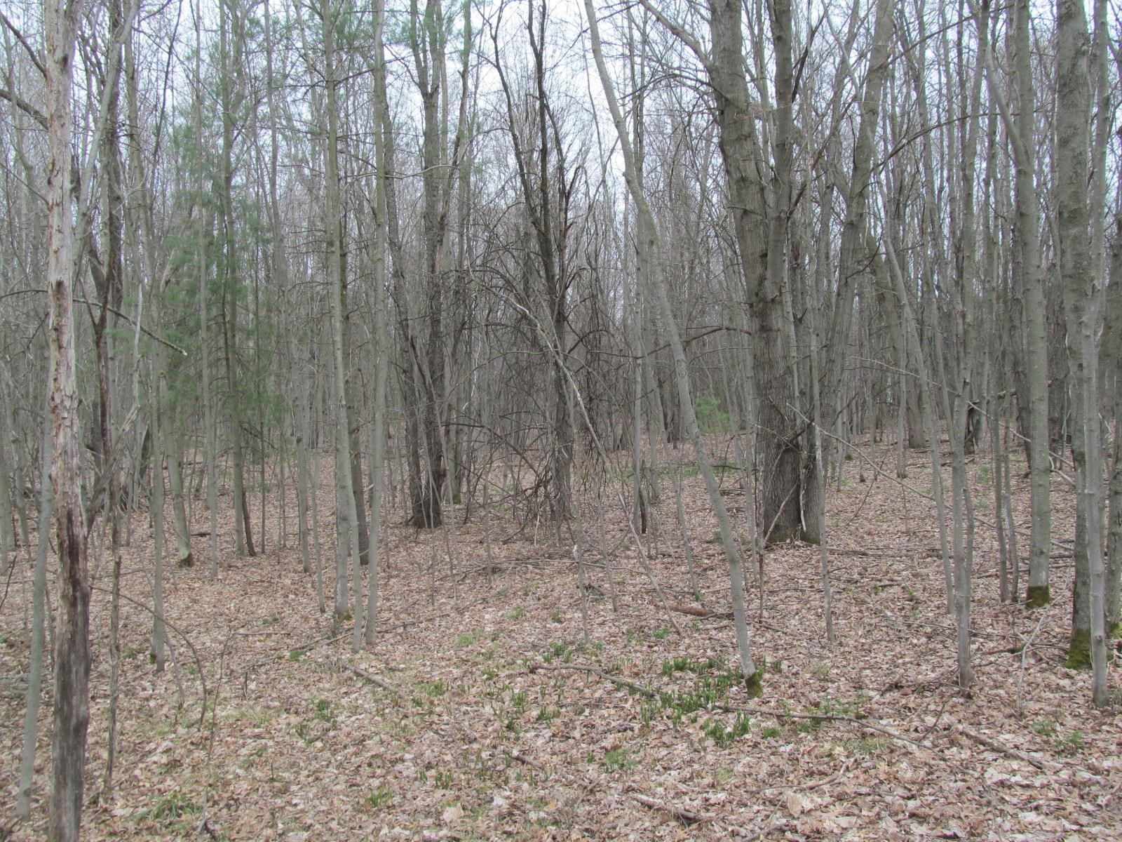 Lot 24 River Wood Road, Unit RIVER WOODS ESTATES #2 LO Lake City, MI 49651 - Photo 4 of 6