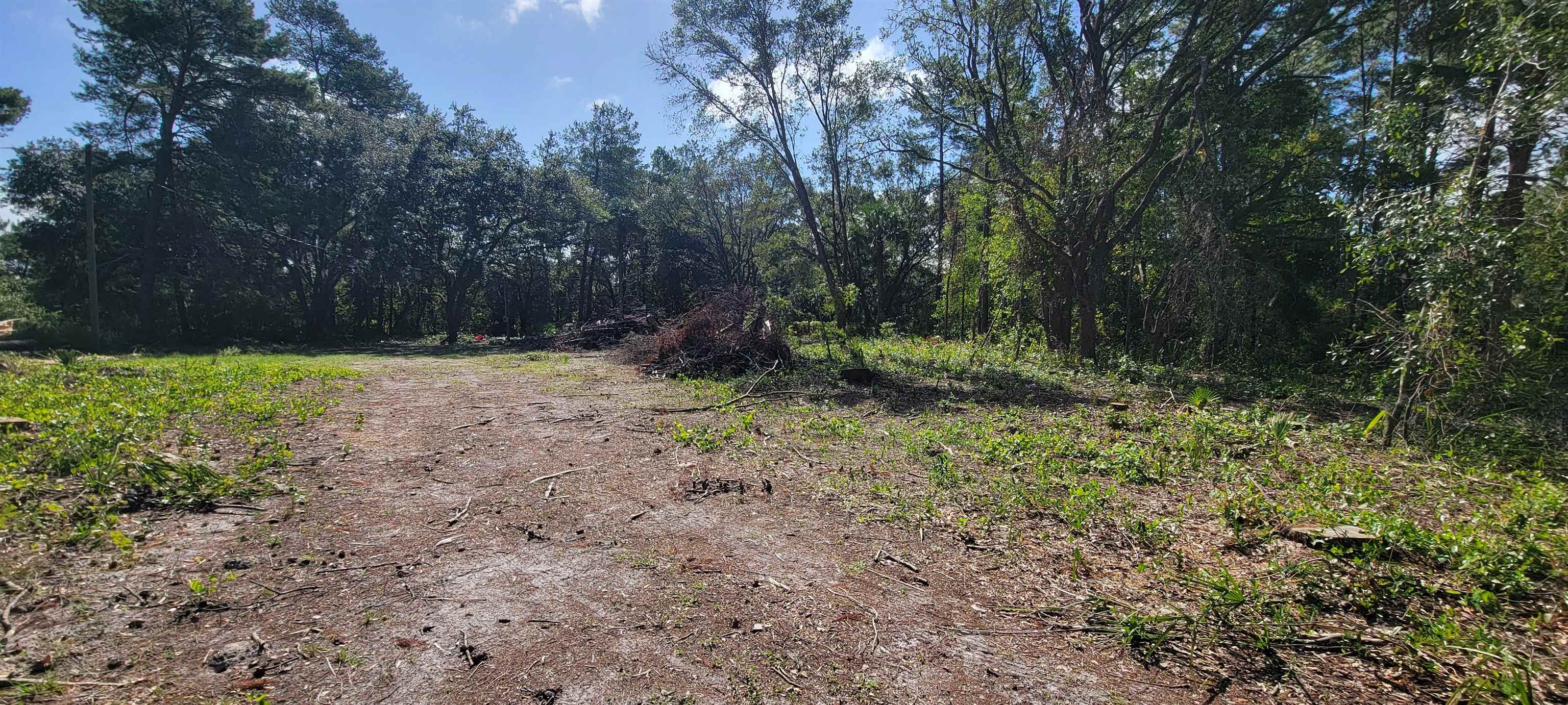 332 Beecher Springs Road Welaka, FL 32112 - Photo 11 of 19 a view of plants and trees