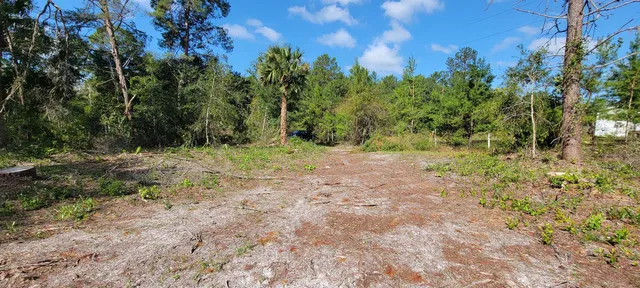 a view of a fire pit with large trees