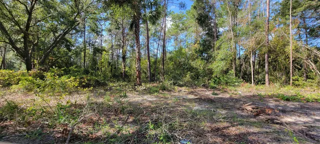 a view of a garden with trees
