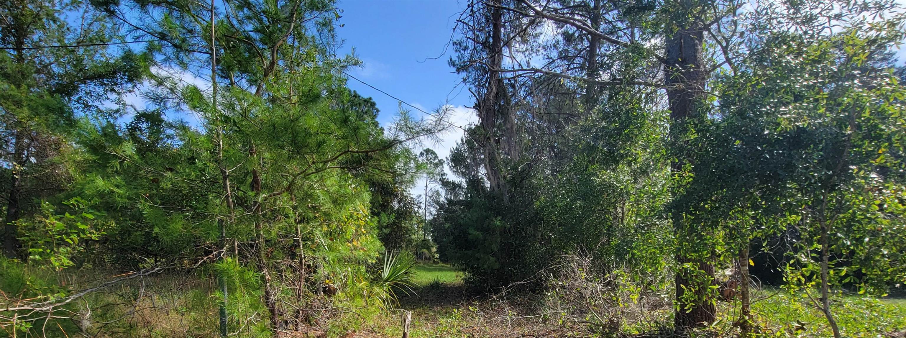 332 Beecher Springs Road Welaka, FL 32112 - Photo 3 of 19 a view of a garden