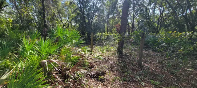 a plant view in yard