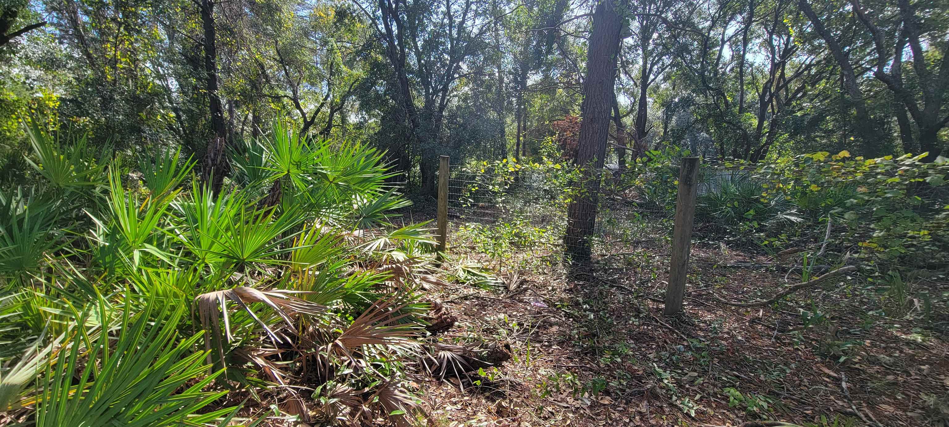 332 Beecher Springs Road Welaka, FL 32112 - Photo 6 of 19 a plant view in yard
