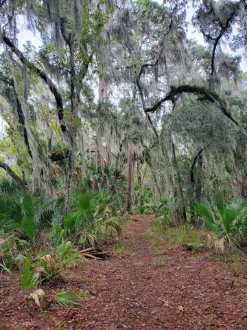 a view of plants and trees