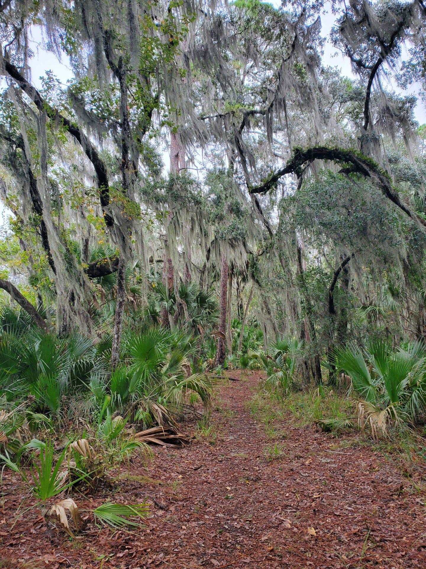 332 Beecher Springs Road Welaka, FL 32112 - Photo 9 of 19 a view of a yard with a tree