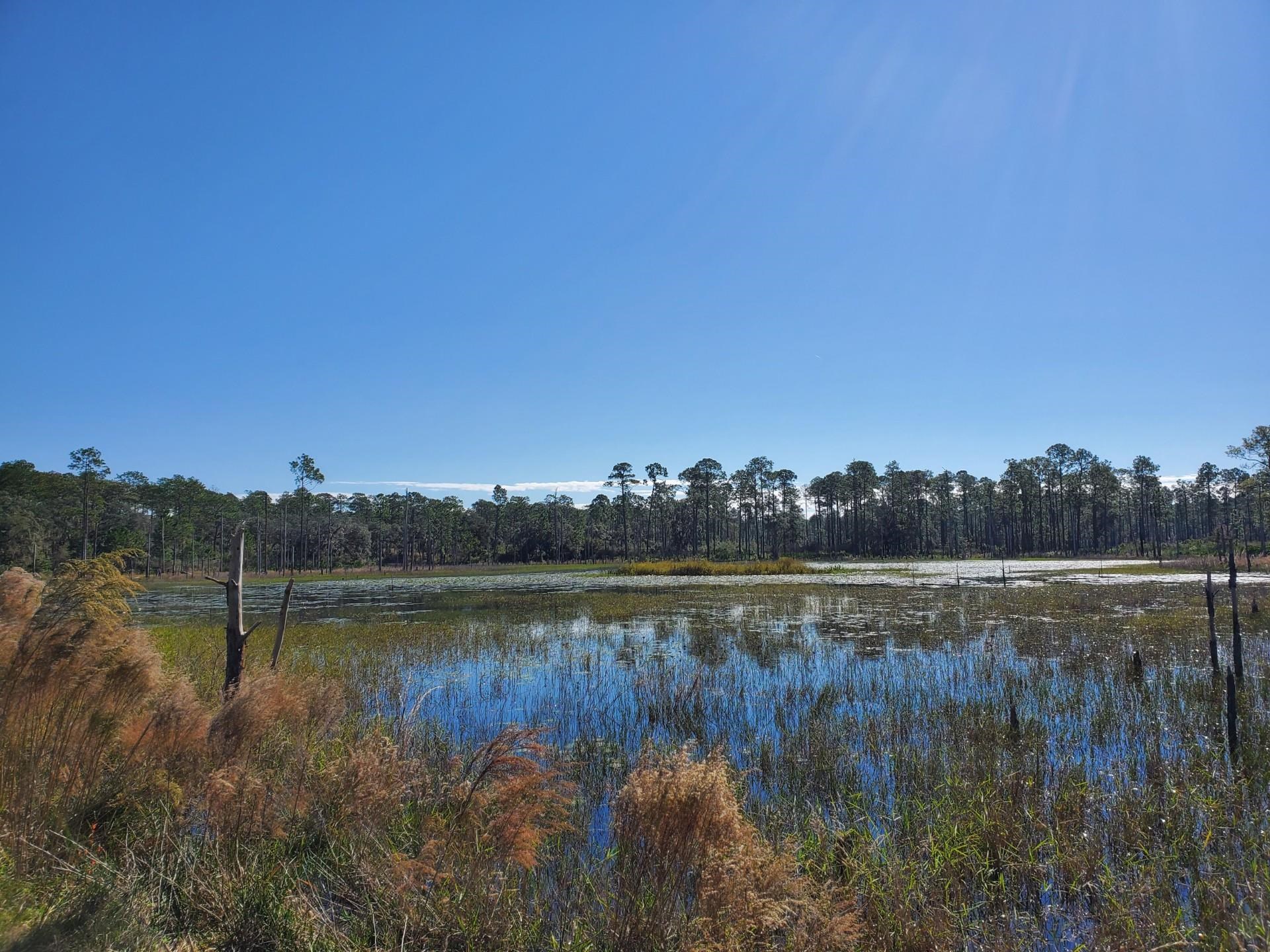 332 Beecher Springs Road Welaka, FL 32112 - Photo 10 of 19