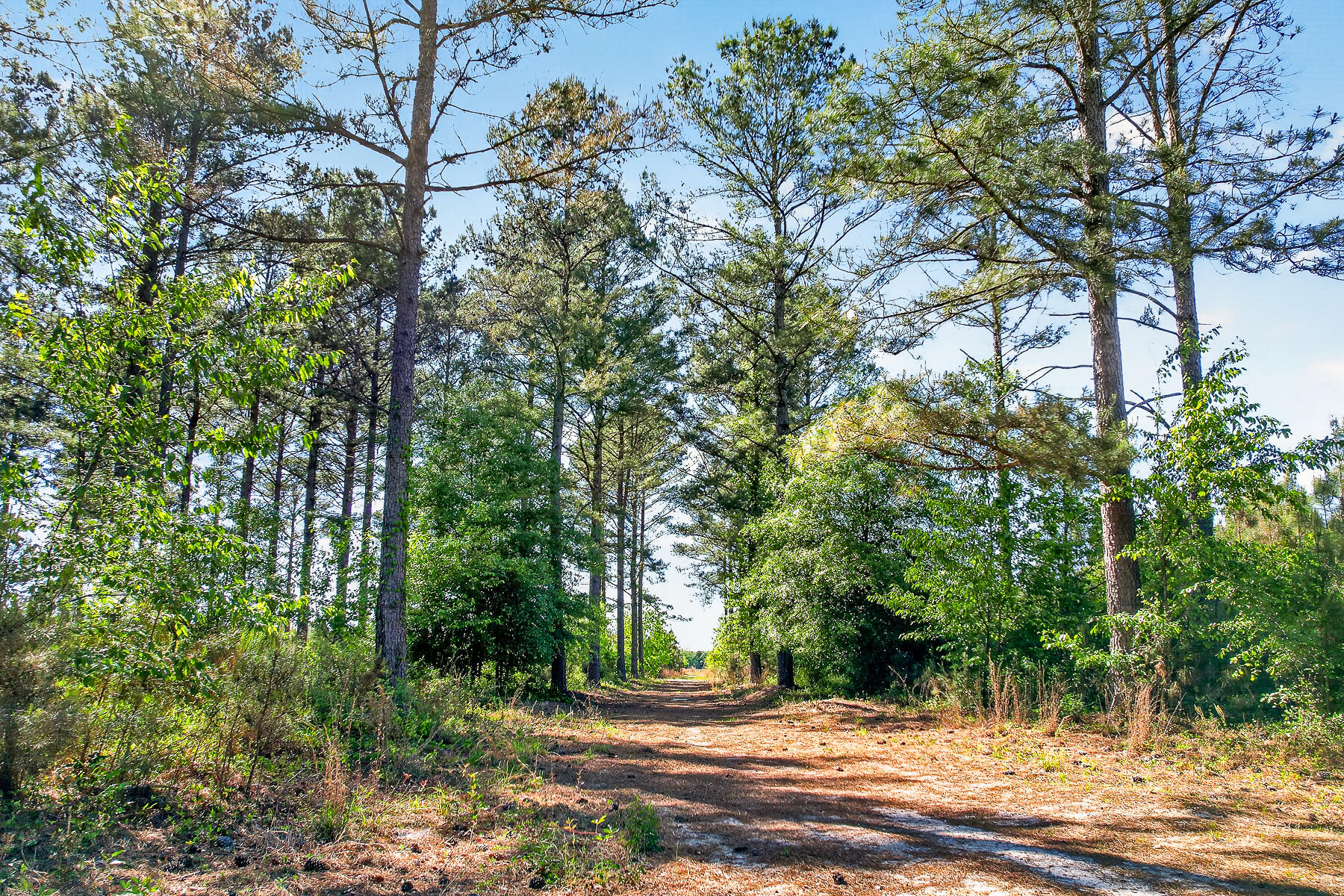 502 State Rd S-5-459 Lodge, SC 29082 - Photo 48 of 66 HU-107