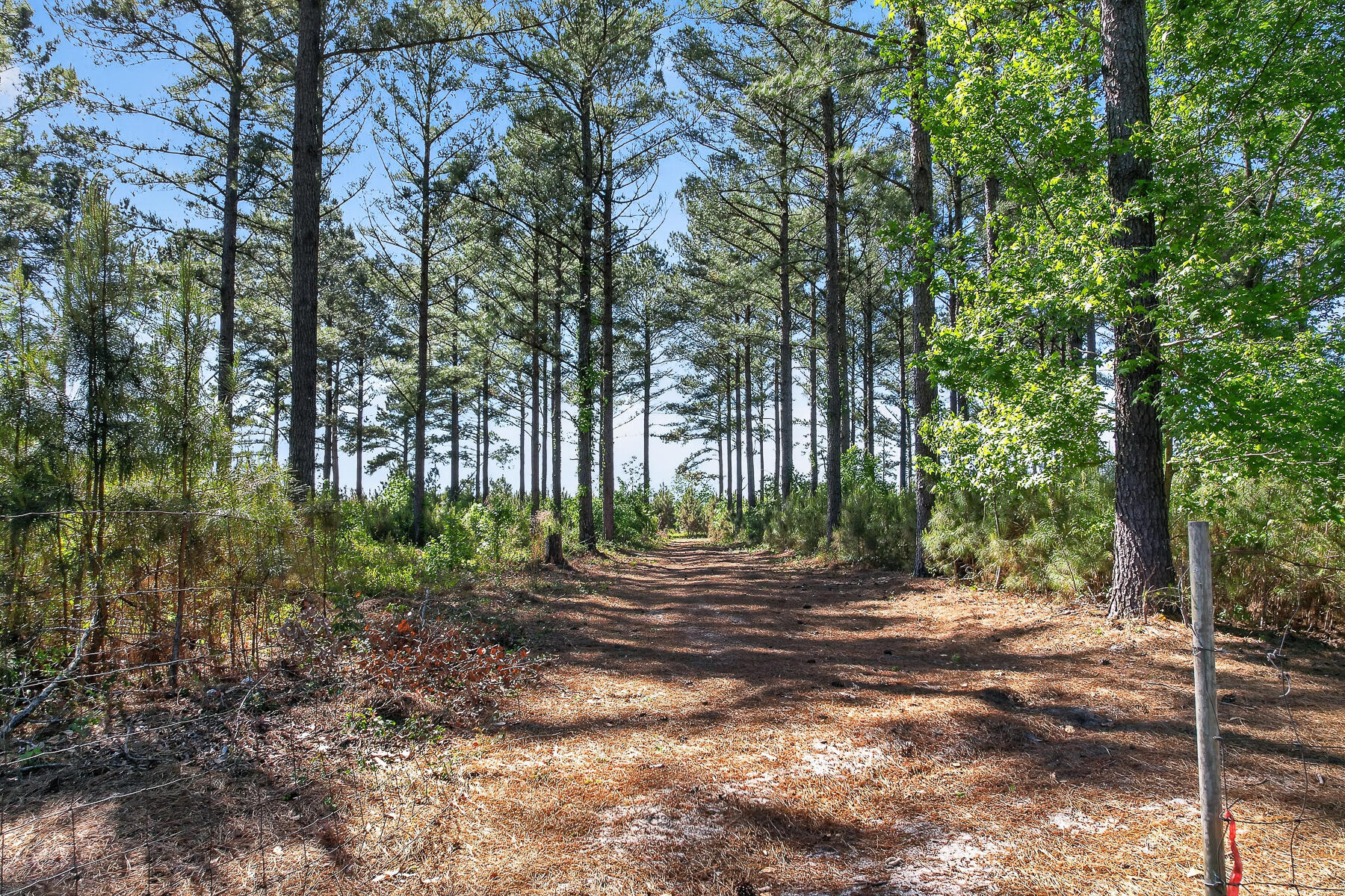 502 State Rd S-5-459 Lodge, SC 29082 - Photo 56 of 66 HU-117