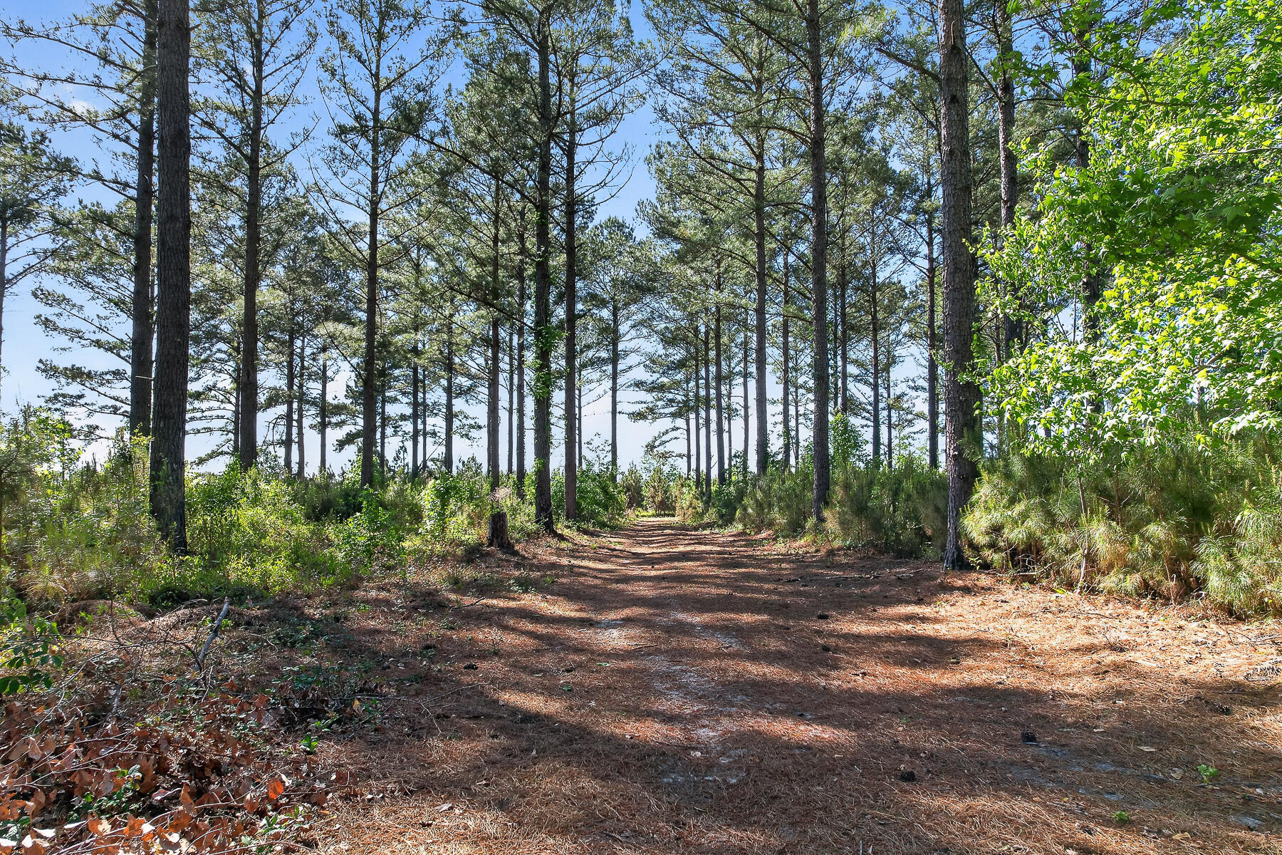 502 State Rd S-5-459 Lodge, SC 29082 - Photo 57 of 66 HU-118