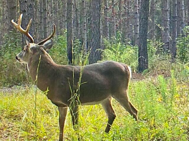 502 State Rd S-5-459 Lodge, SC 29082 - Photo 65 of 66 Deer