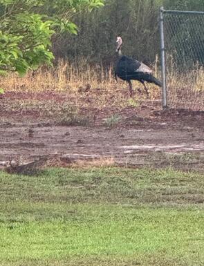 502 State Rd S-5-459 Lodge, SC 29082 - Photo 66 of 66 Turkey