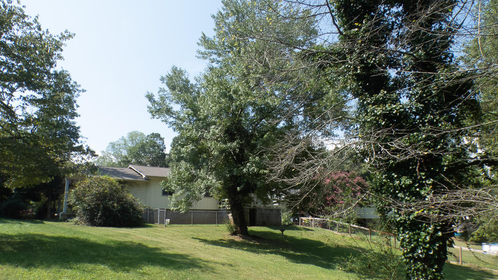104 Orange Lane Oak Ridge, TN 37830 - Photo 14 of 18 Large shade trees