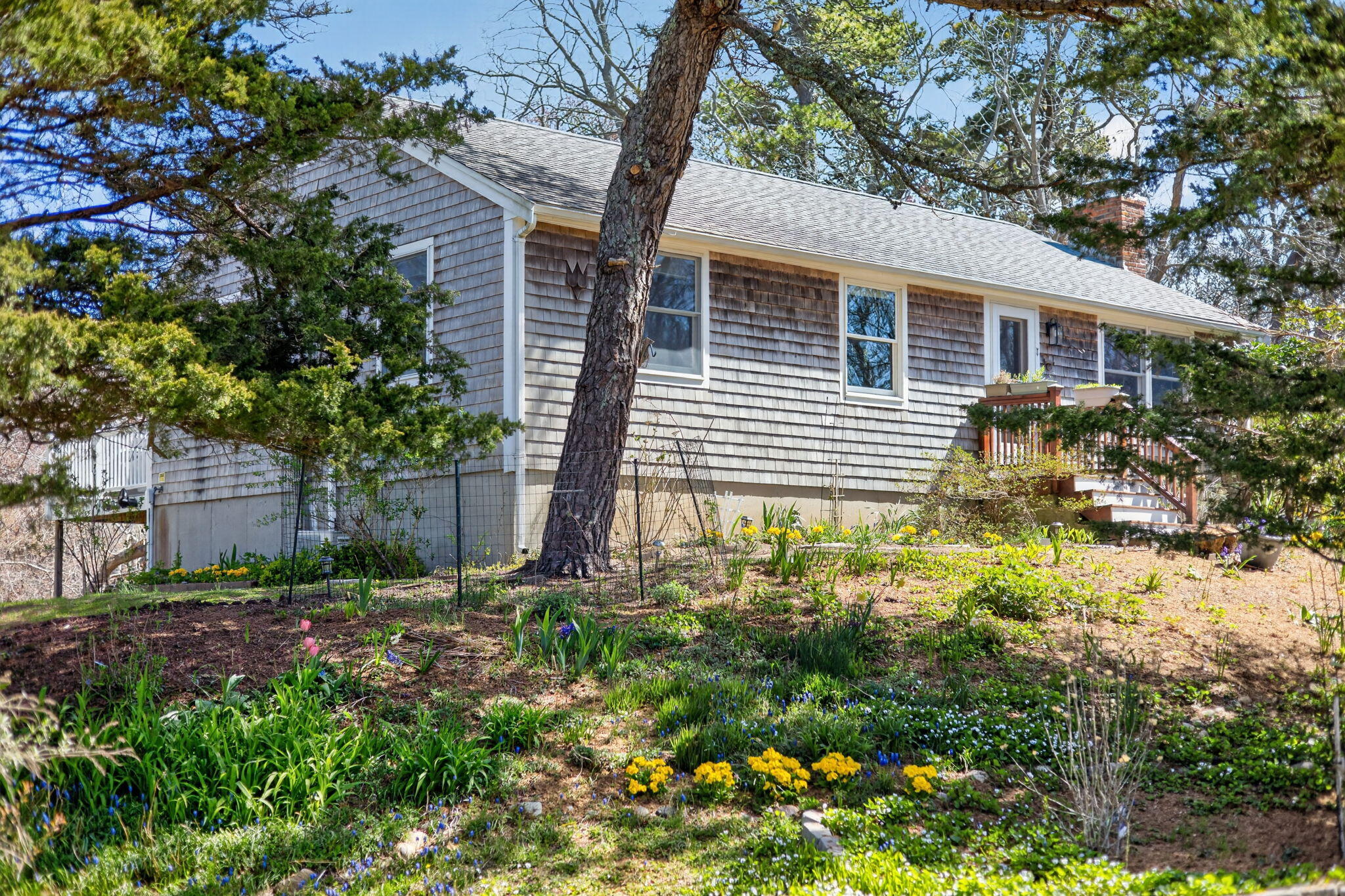 11 Whelpley Road Eastham, MA 02642 - Photo 38 of 43 a view of a backyard with plants and large trees