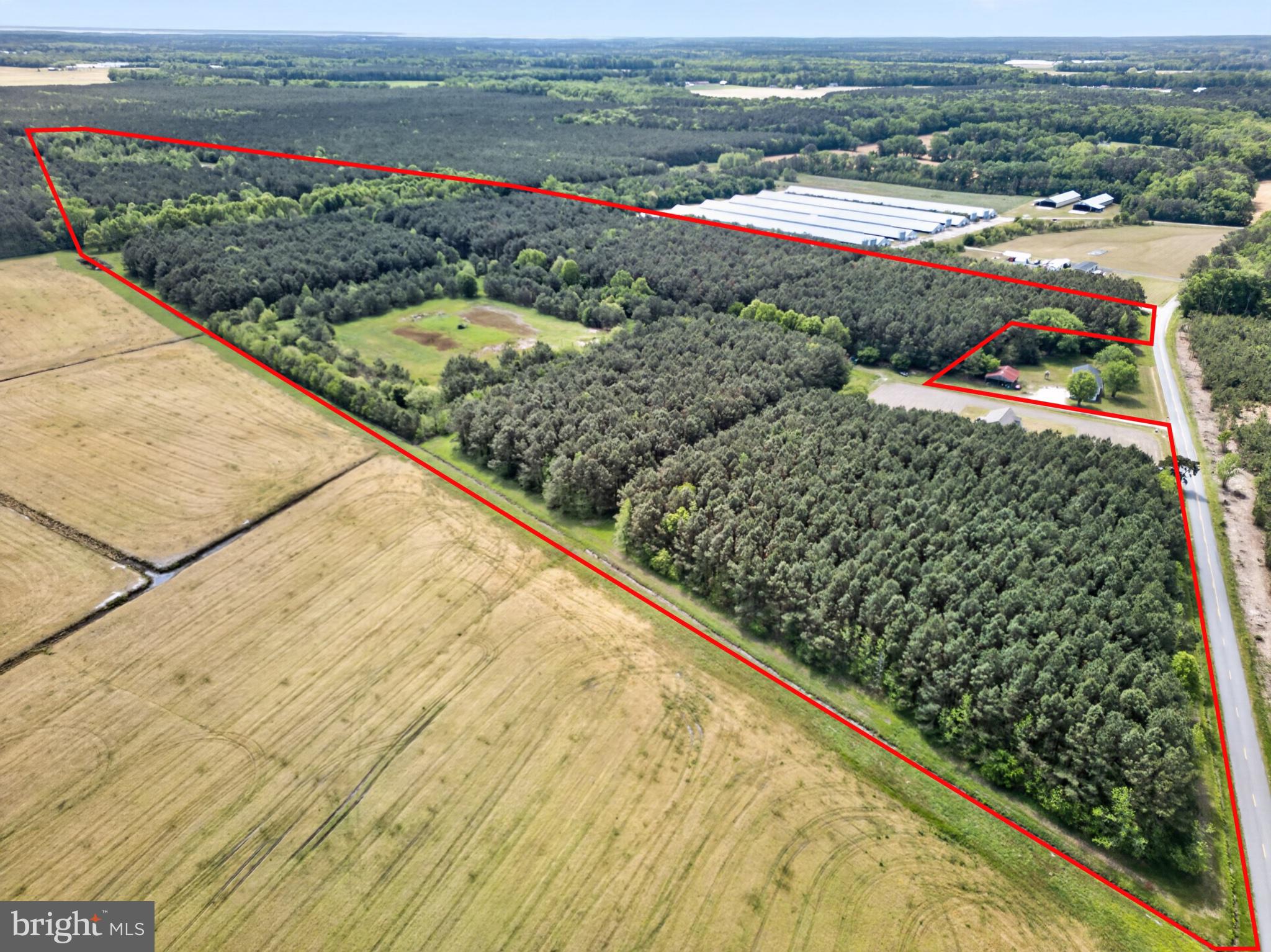 2435 Payne Road Pocomoke City, MD 21851 - Photo 8 of 75 Expansive wooded land for sale.