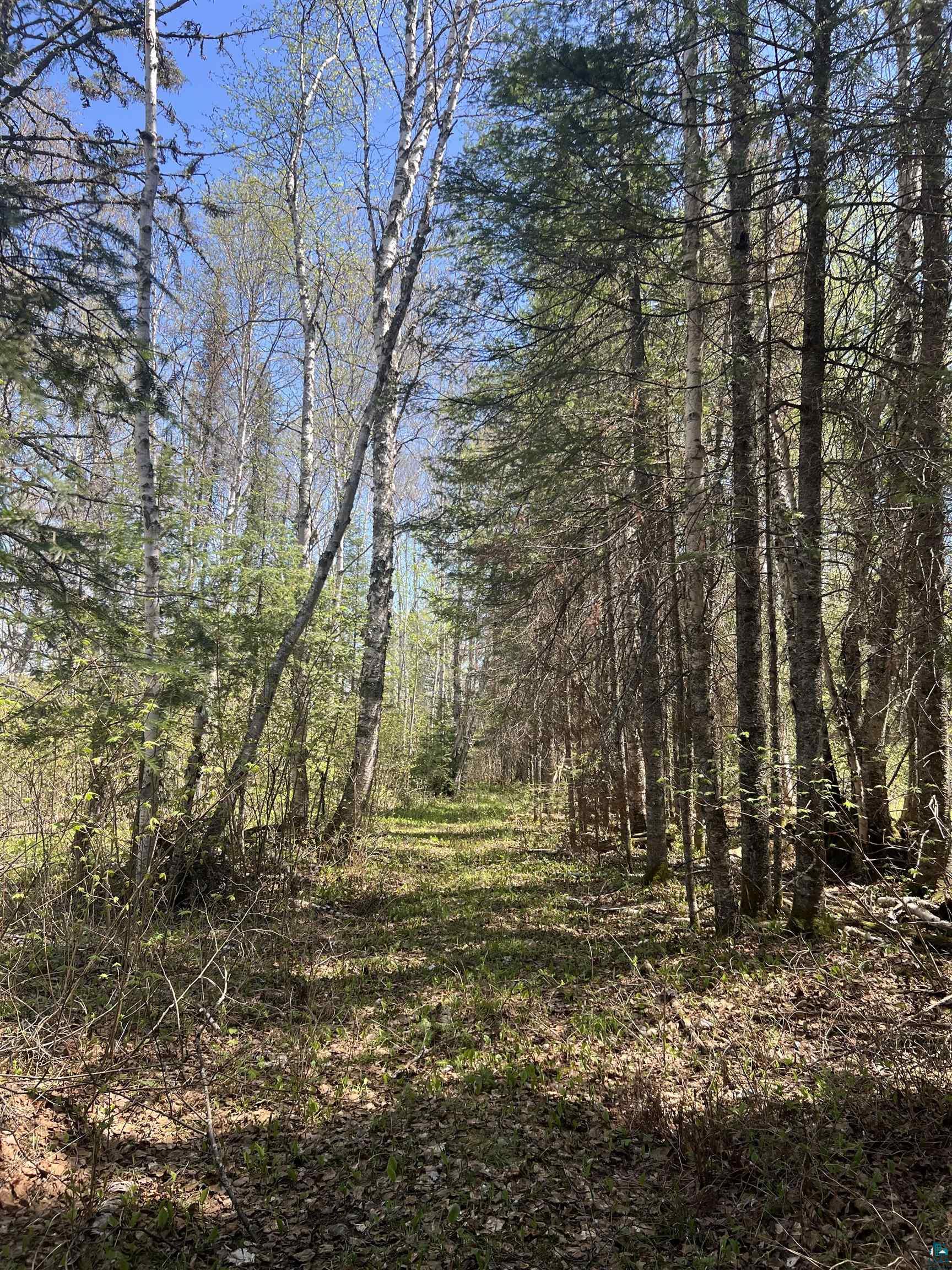 Xxx Xxx Moose Ridge Road Isabella, MN 55607 - Photo 10 of 37