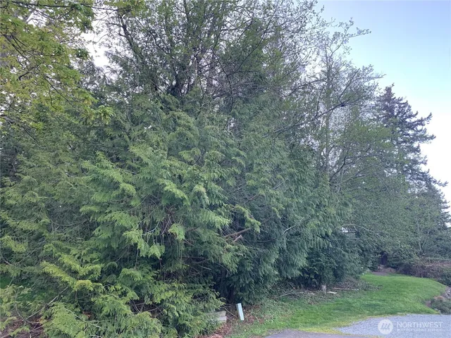 a view of a forest with a tree