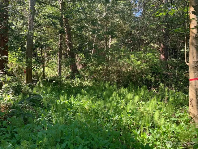 a view of a lush green forest