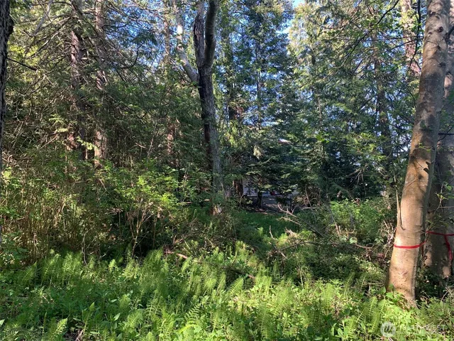 a view of a lush green forest