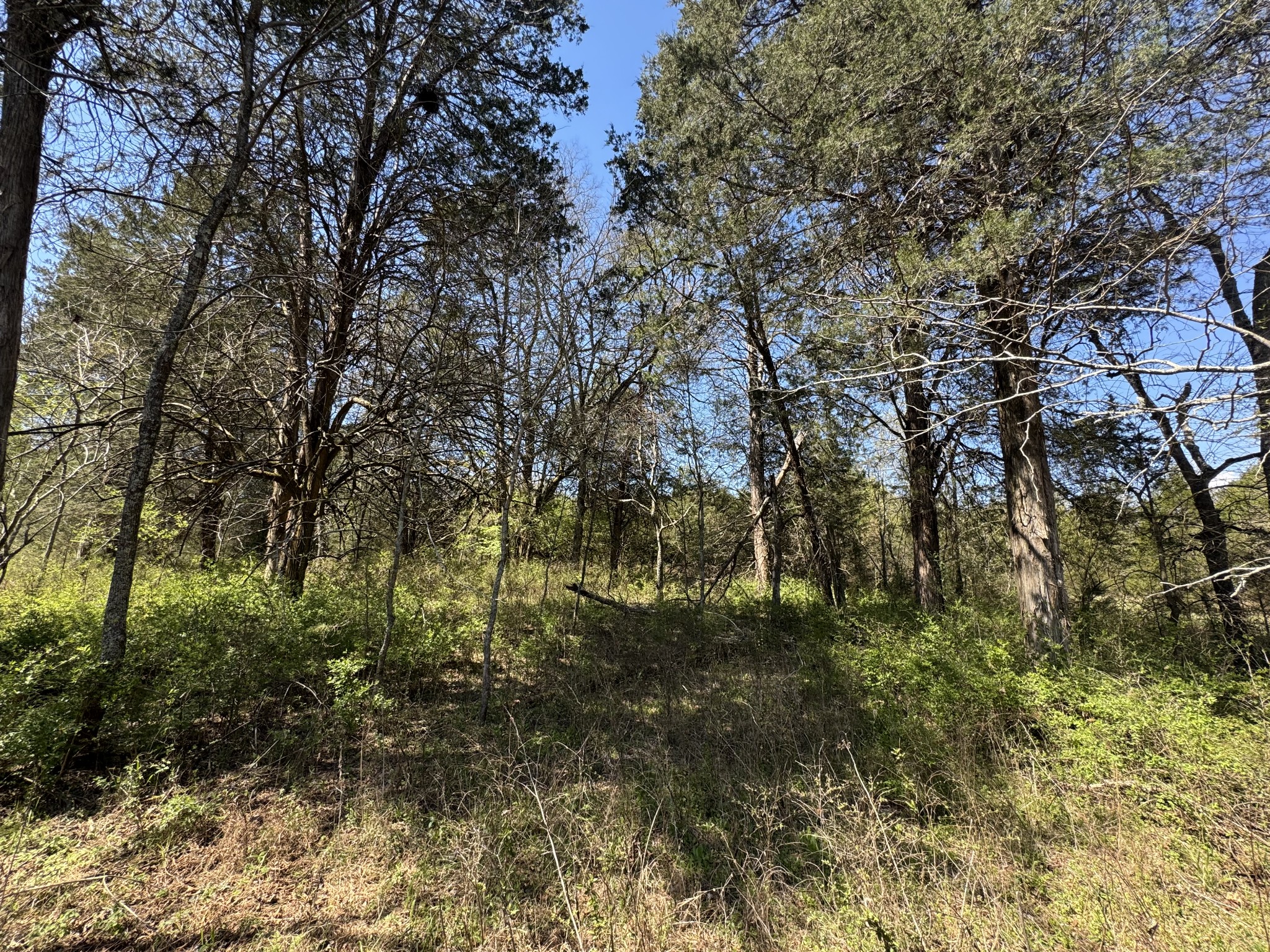 0 Baker Road Columbia, TN 38401 - Photo 22 of 46 a big yard with lots of green space and plants