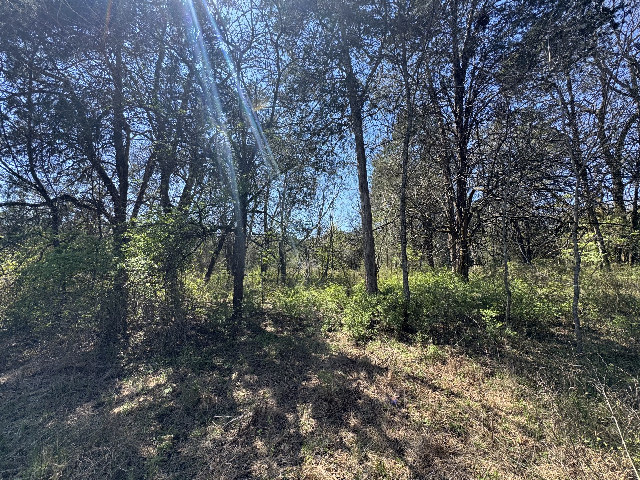 0 Baker Road Columbia, TN 38401 - Photo 23 of 46 a view of forest