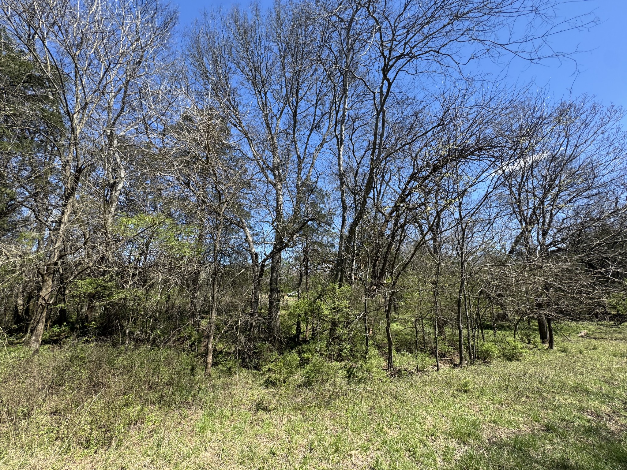 0 Baker Road Columbia, TN 38401 - Photo 24 of 46 a big yard with lots of green space and plants