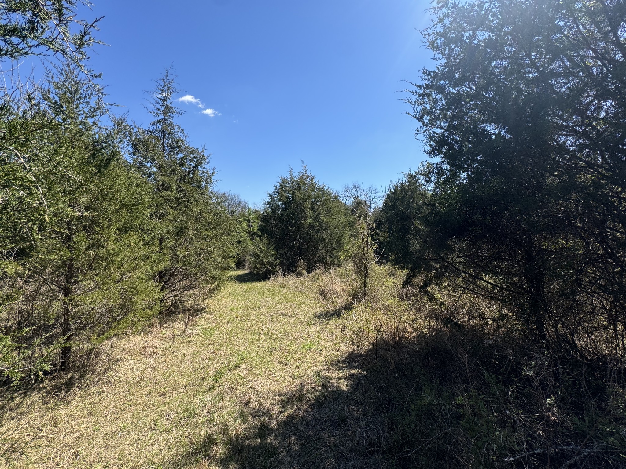 0 Baker Road Columbia, TN 38401 - Photo 26 of 46 a view of a covered with trees