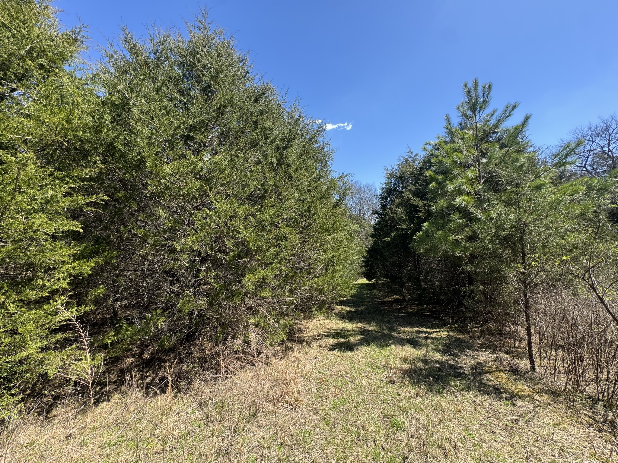 0 Baker Road Columbia, TN 38401 - Photo 27 of 46 a view of a yard with trees in front of it